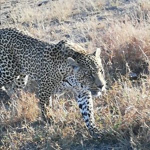 Meet your Posher, Liza